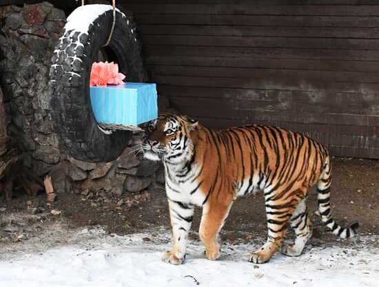 Амурский и бенгальский тигры в зоопарке "Роев ручей"