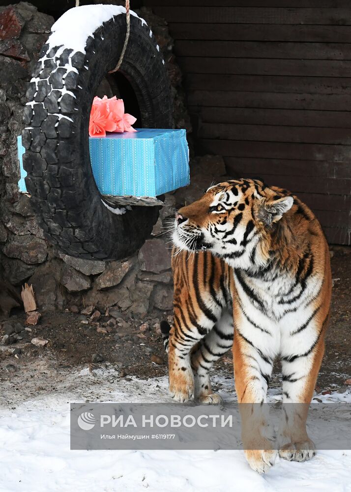 Амурский и бенгальский тигры в зоопарке "Роев ручей"
