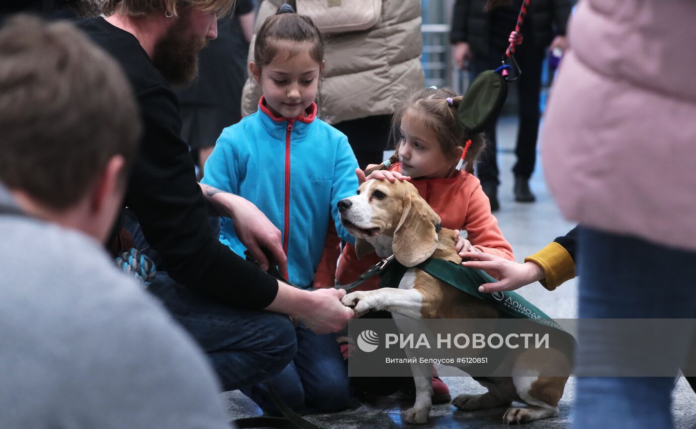 Акция "Обними друга перед полетом" в Домодедово