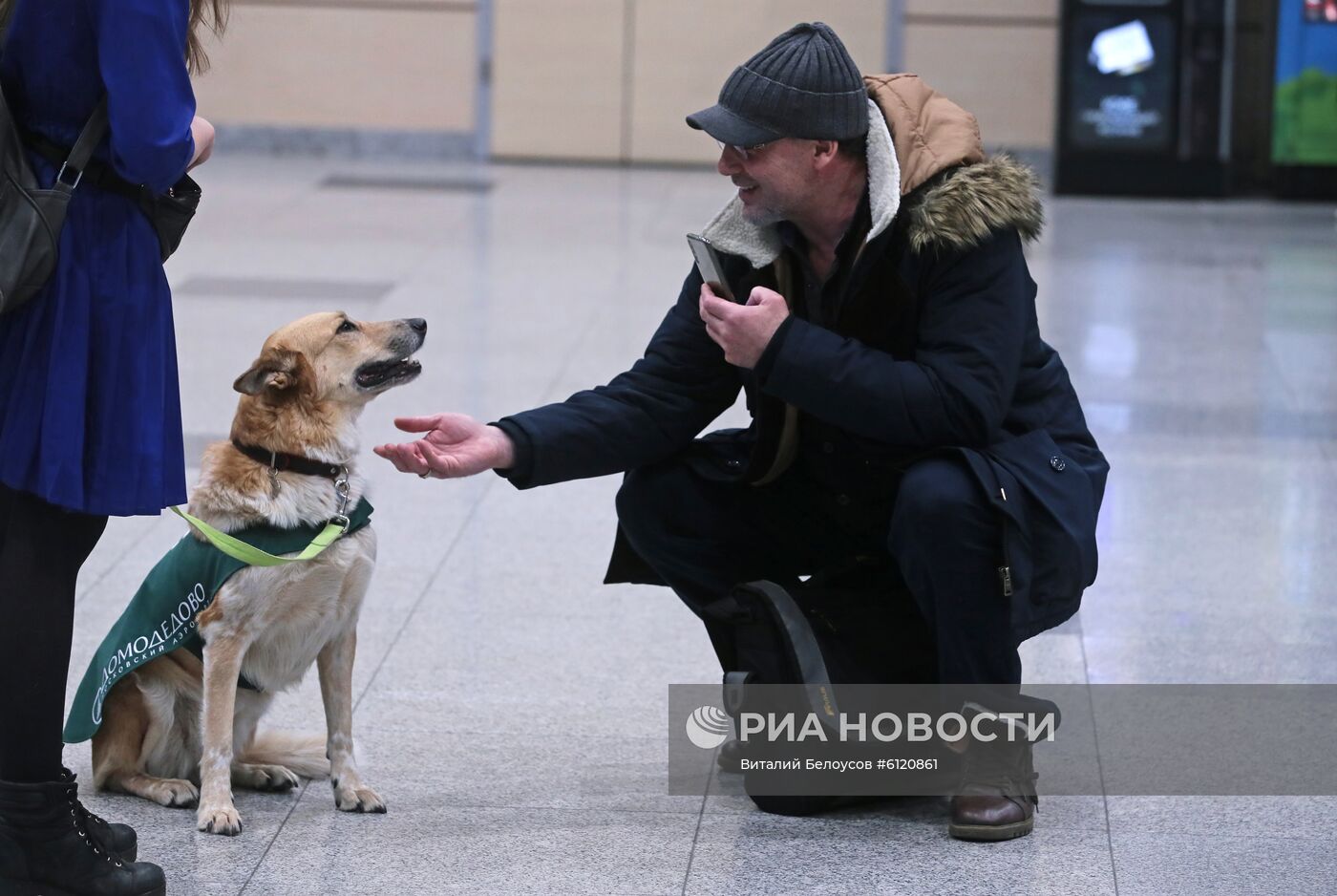 Акция "Обними друга перед полетом" в Домодедово