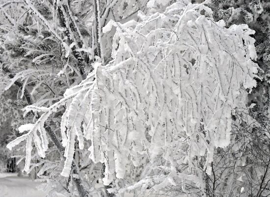 Мороз в Красноярском крае