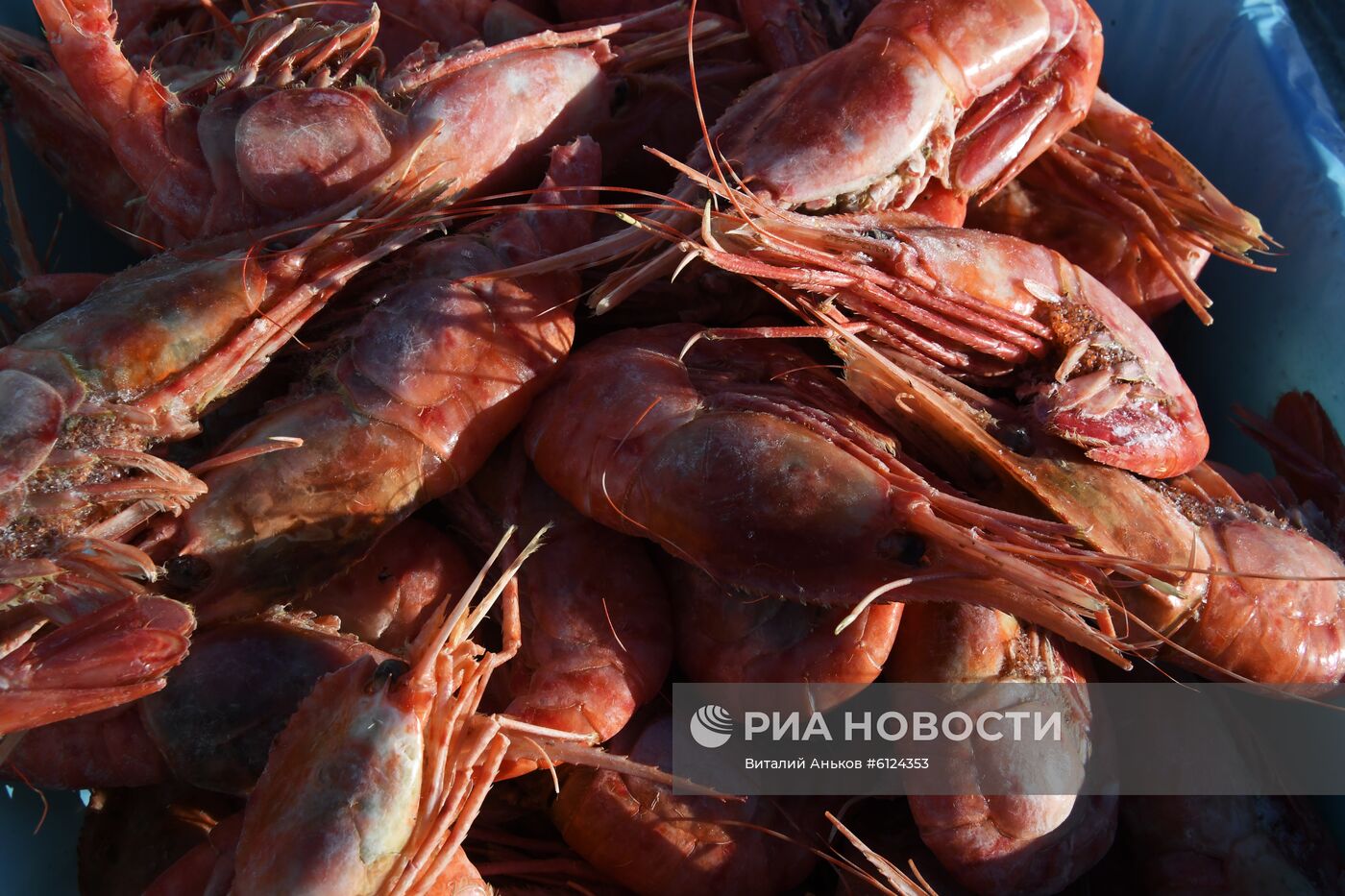 Рождественская продовольственная ярмарка в Приморье