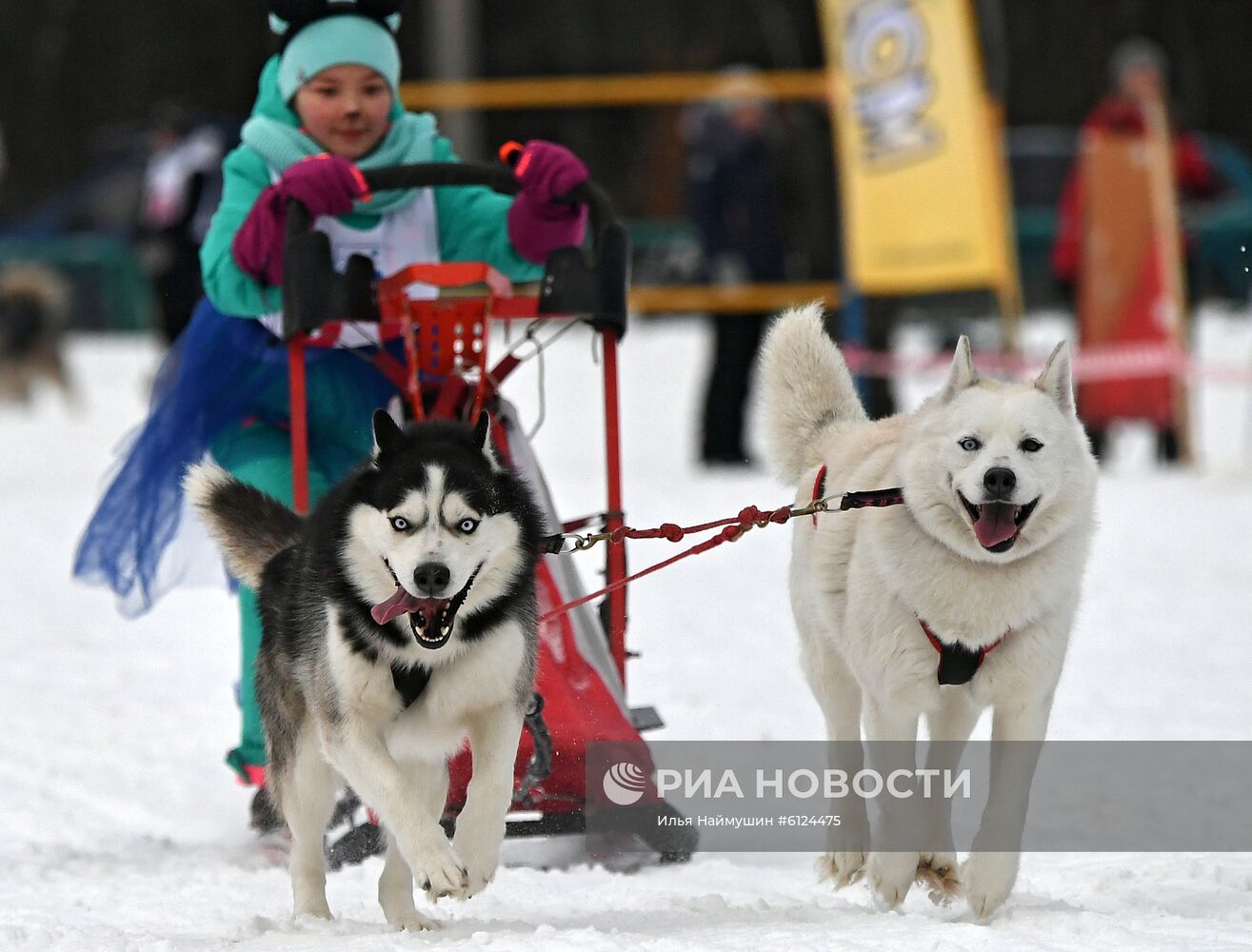 Соревнования по ездовому спорту "Гонка Снеговиков 2020" в Красноярском крае