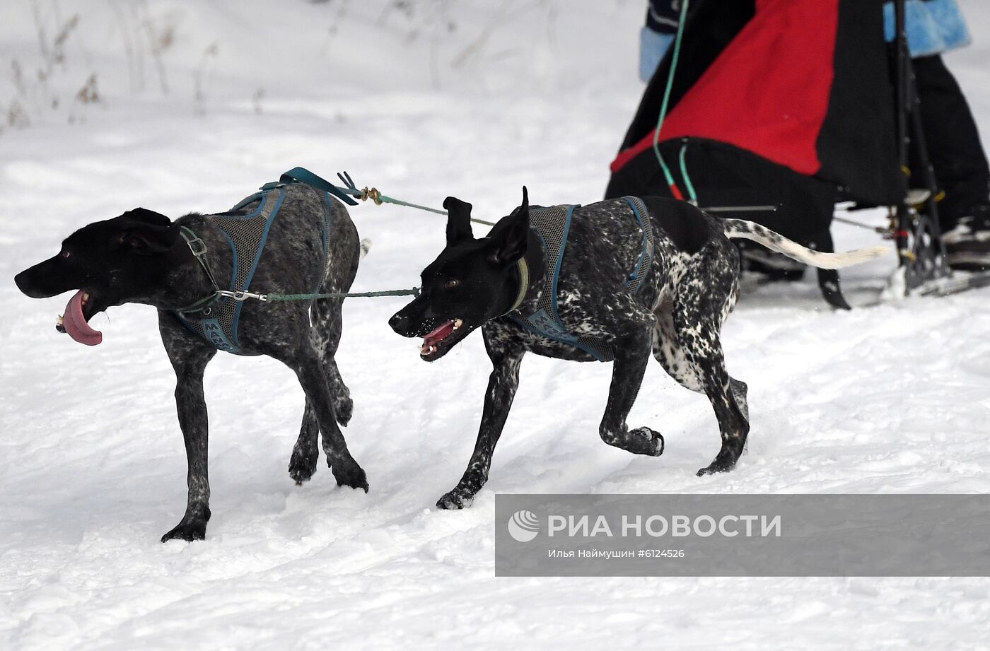 Соревнования по ездовому спорту "Гонка Снеговиков 2020" в Красноярском крае