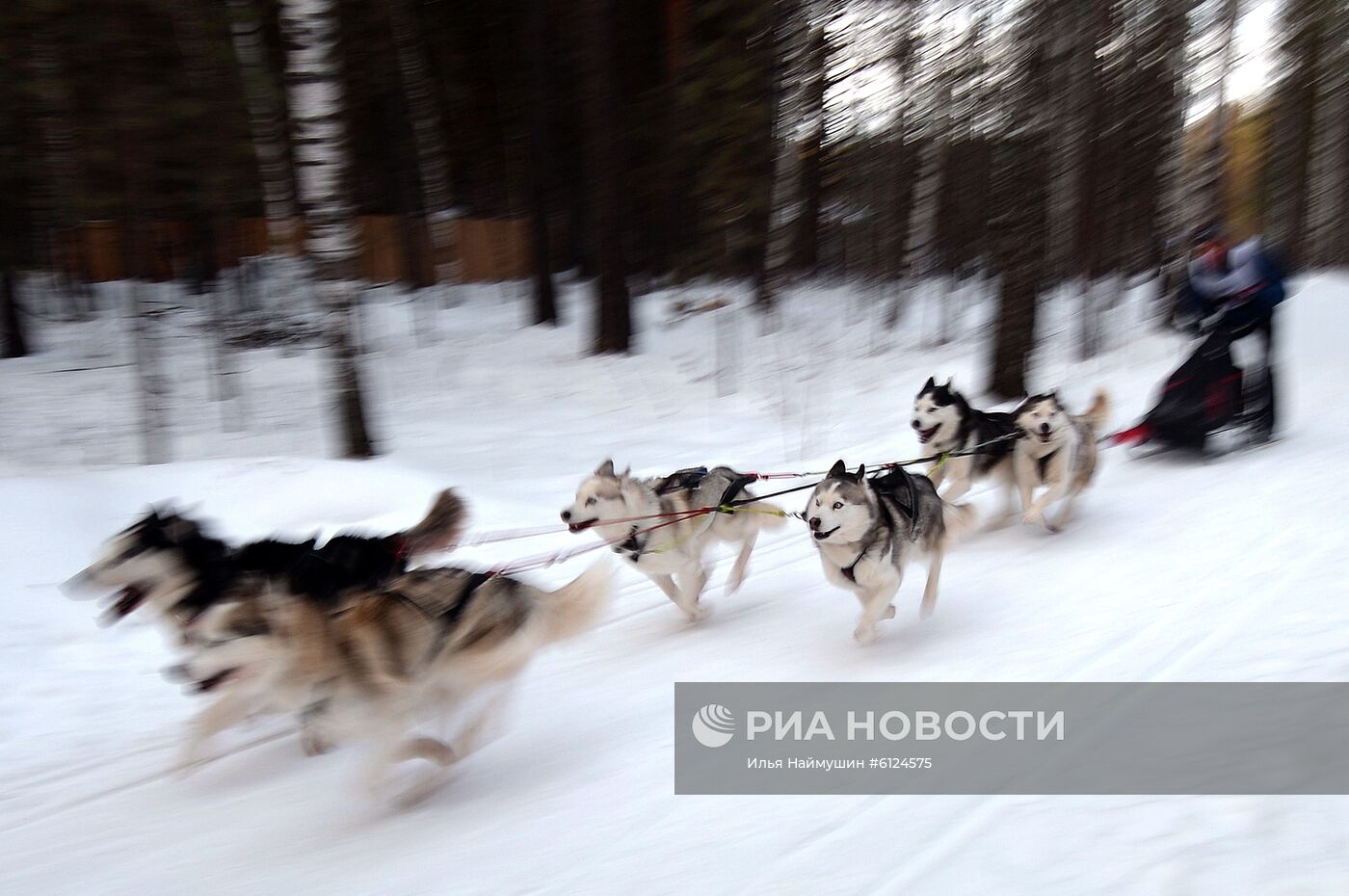 Соревнования по ездовому спорту "Гонка Снеговиков 2020" в Красноярском крае