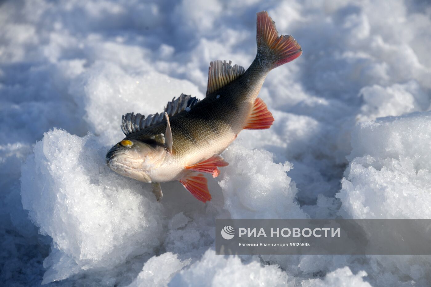 Зимняя подледная рыбалка на Иван-Озере