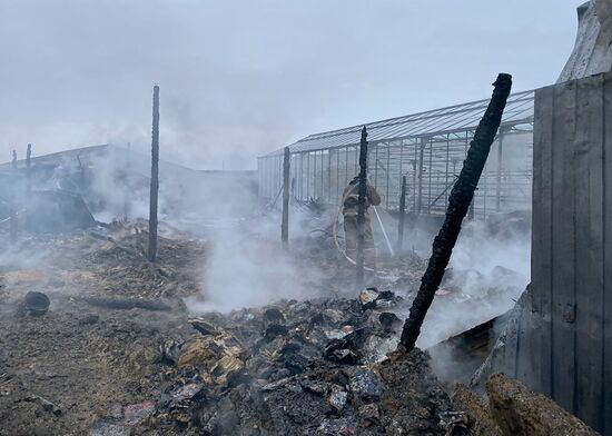 В Подмосковье произошел пожар на территории тепличного комплекса