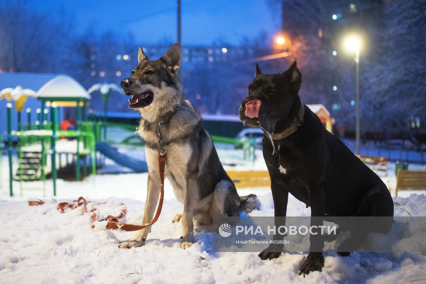 Новые правила выгула собак вступили в силу с начала года