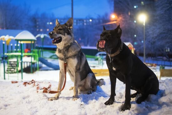 Новые правила выгула собак вступили в силу с начала года