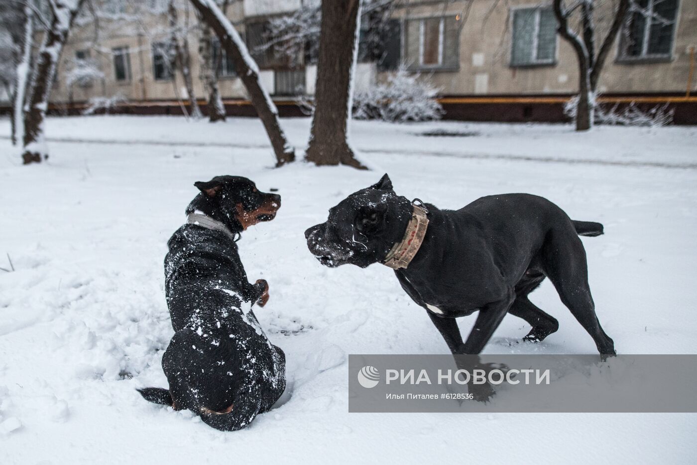 Новые правила выгула собак вступили в силу с начала года