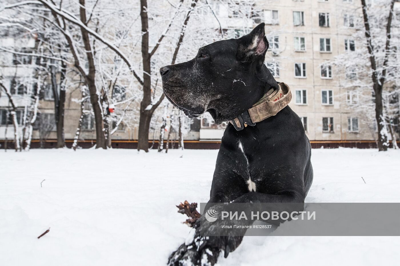 Новые правила выгула собак вступили в силу с начала года