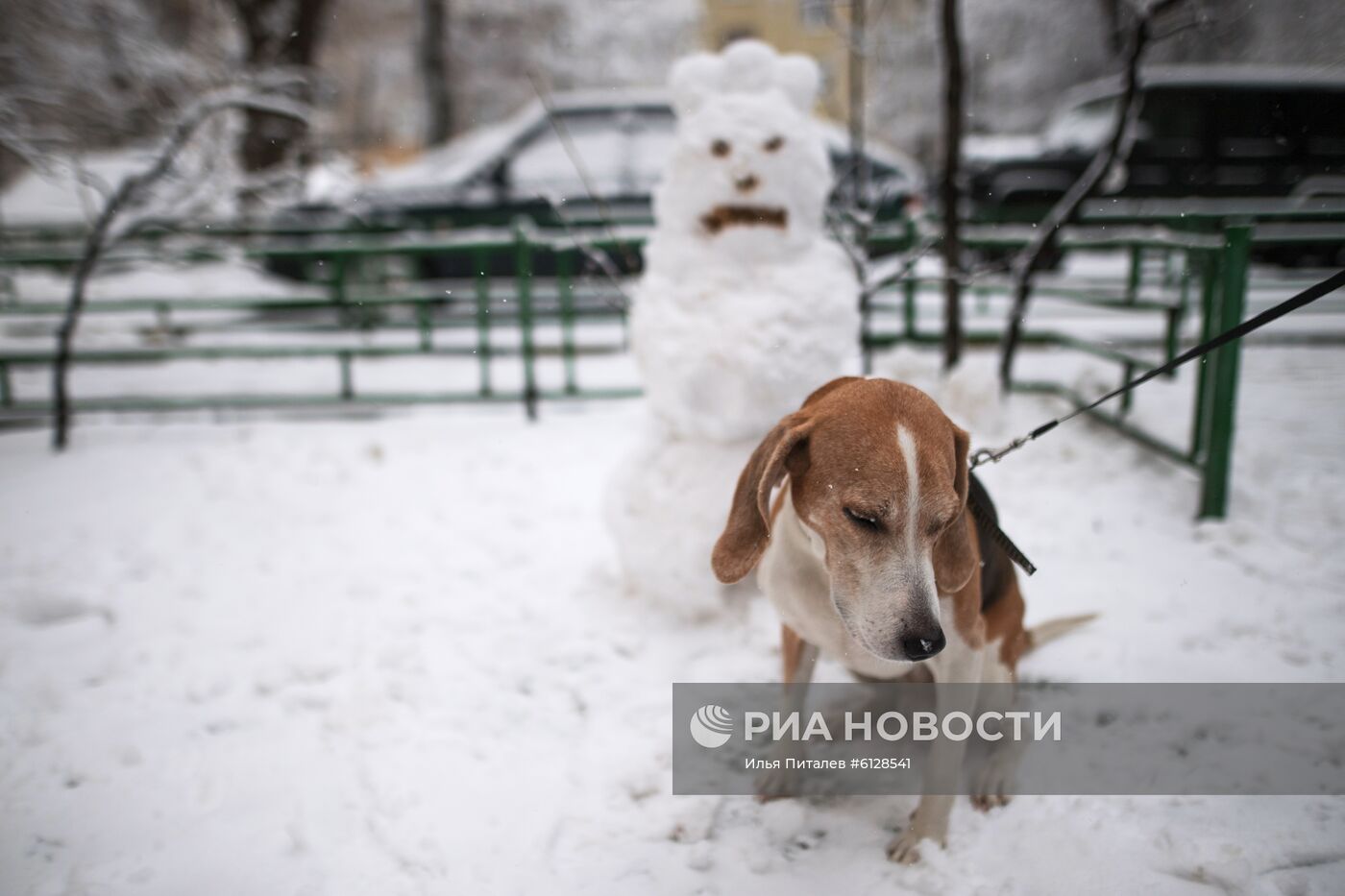 Новые правила выгула собак вступили в силу с начала года