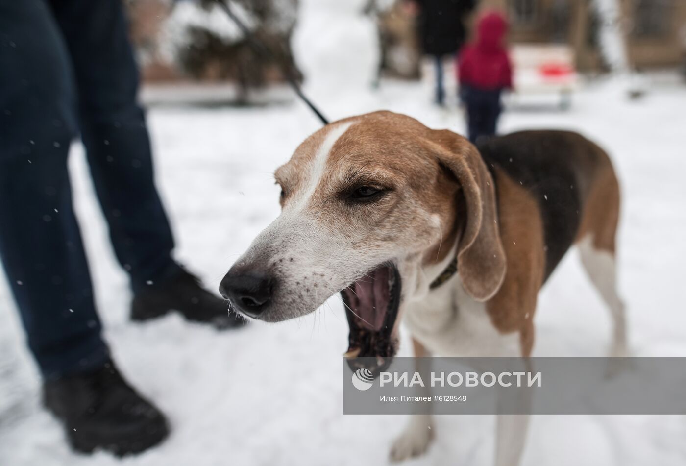 Новые правила выгула собак вступили в силу с начала года