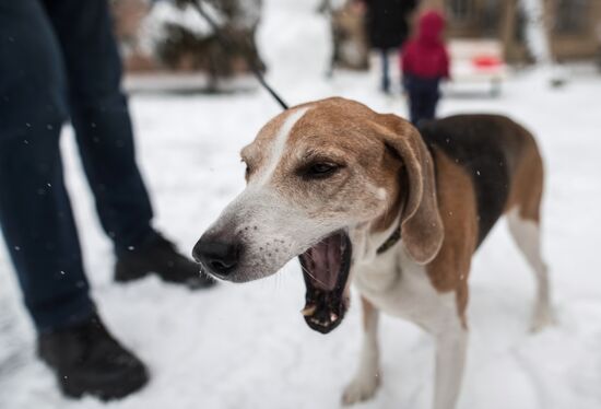 Новые правила выгула собак вступили в силу с начала года