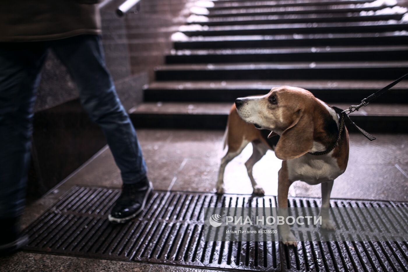 Новые правила выгула собак вступили в силу с начала года
