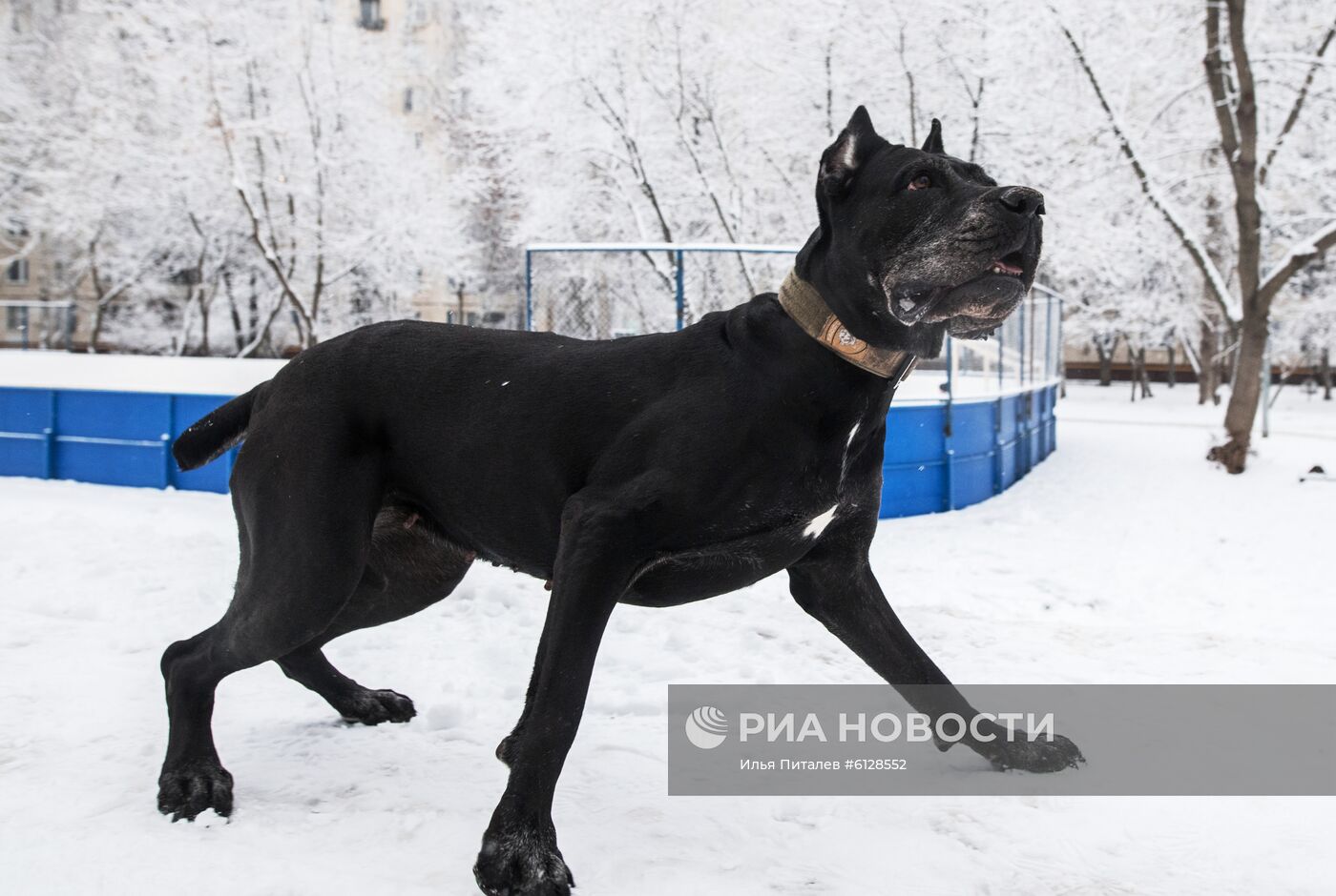 Новые правила выгула собак вступили в силу с начала года