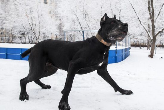 Новые правила выгула собак вступили в силу с начала года