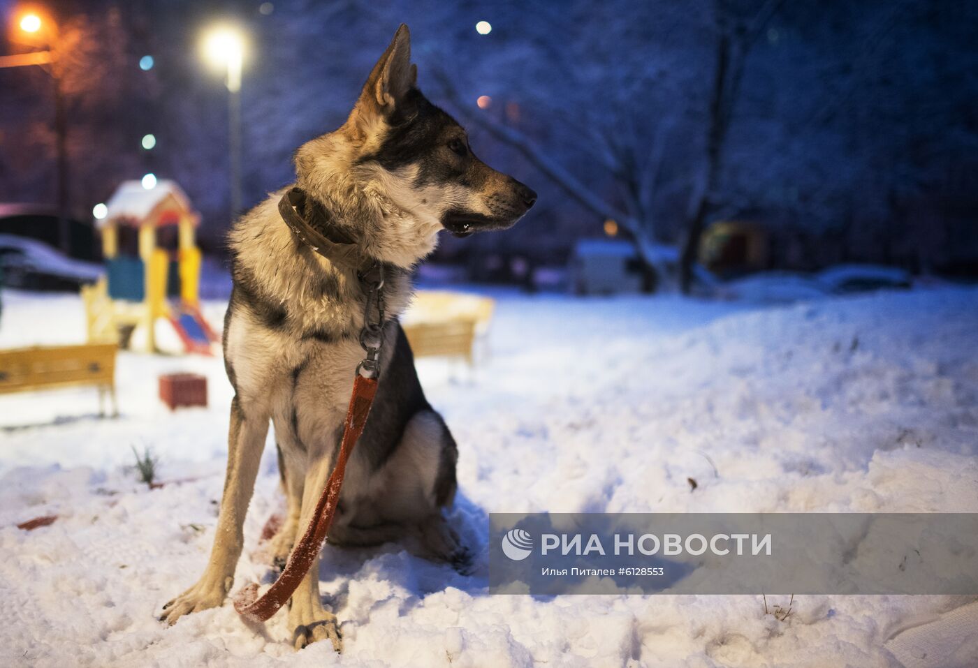 Новые правила выгула собак вступили в силу с начала года