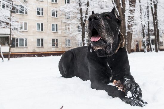 Новые правила выгула собак вступили в силу с начала года