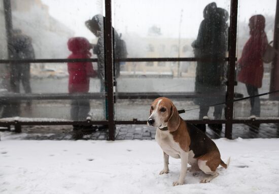 Новые правила выгула собак вступили в силу с начала года
