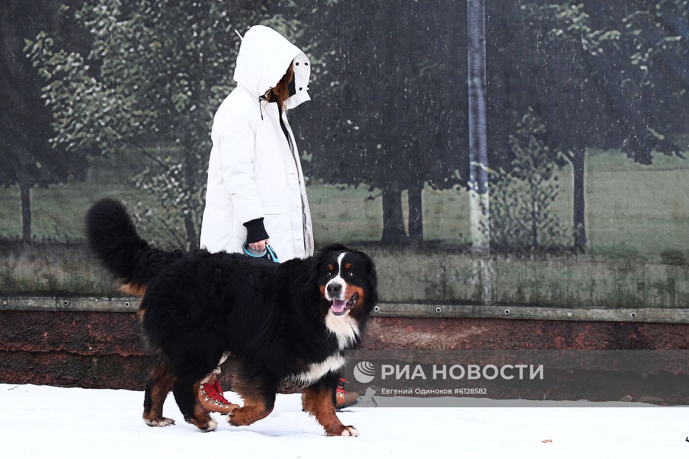 Новые правила выгула собак вступили в силу с начала года