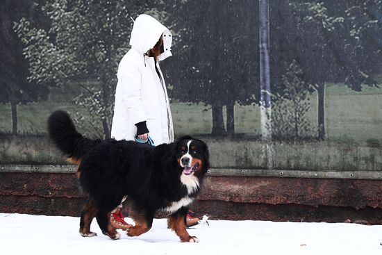 Новые правила выгула собак вступили в силу с начала года