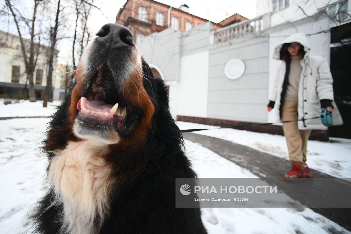 Новые правила выгула собак вступили в силу с начала года