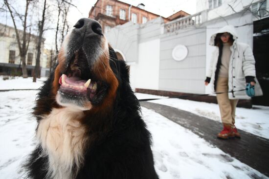 Новые правила выгула собак вступили в силу с начала года