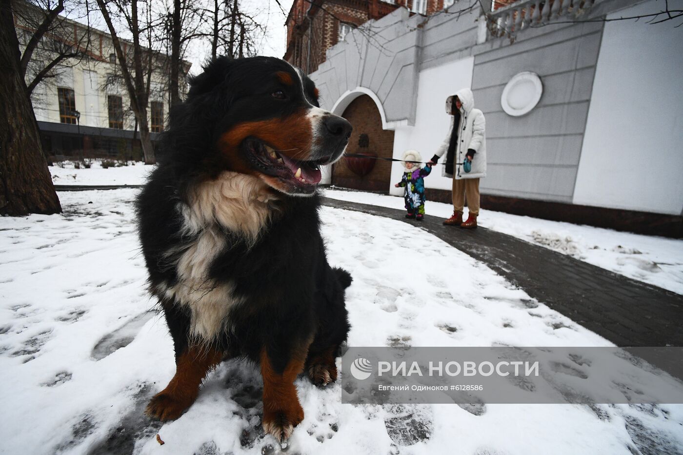 Новые правила выгула собак вступили в силу с начала года