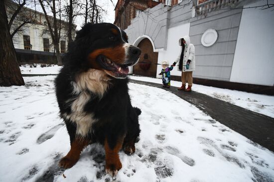 Новые правила выгула собак вступили в силу с начала года