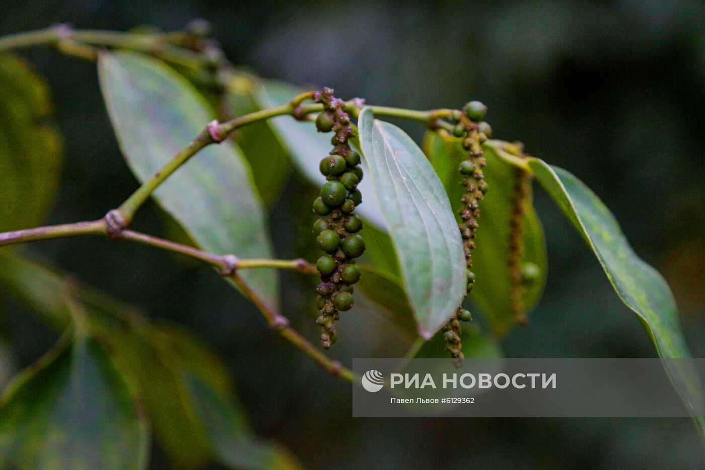 Страны мира. Вьетнам