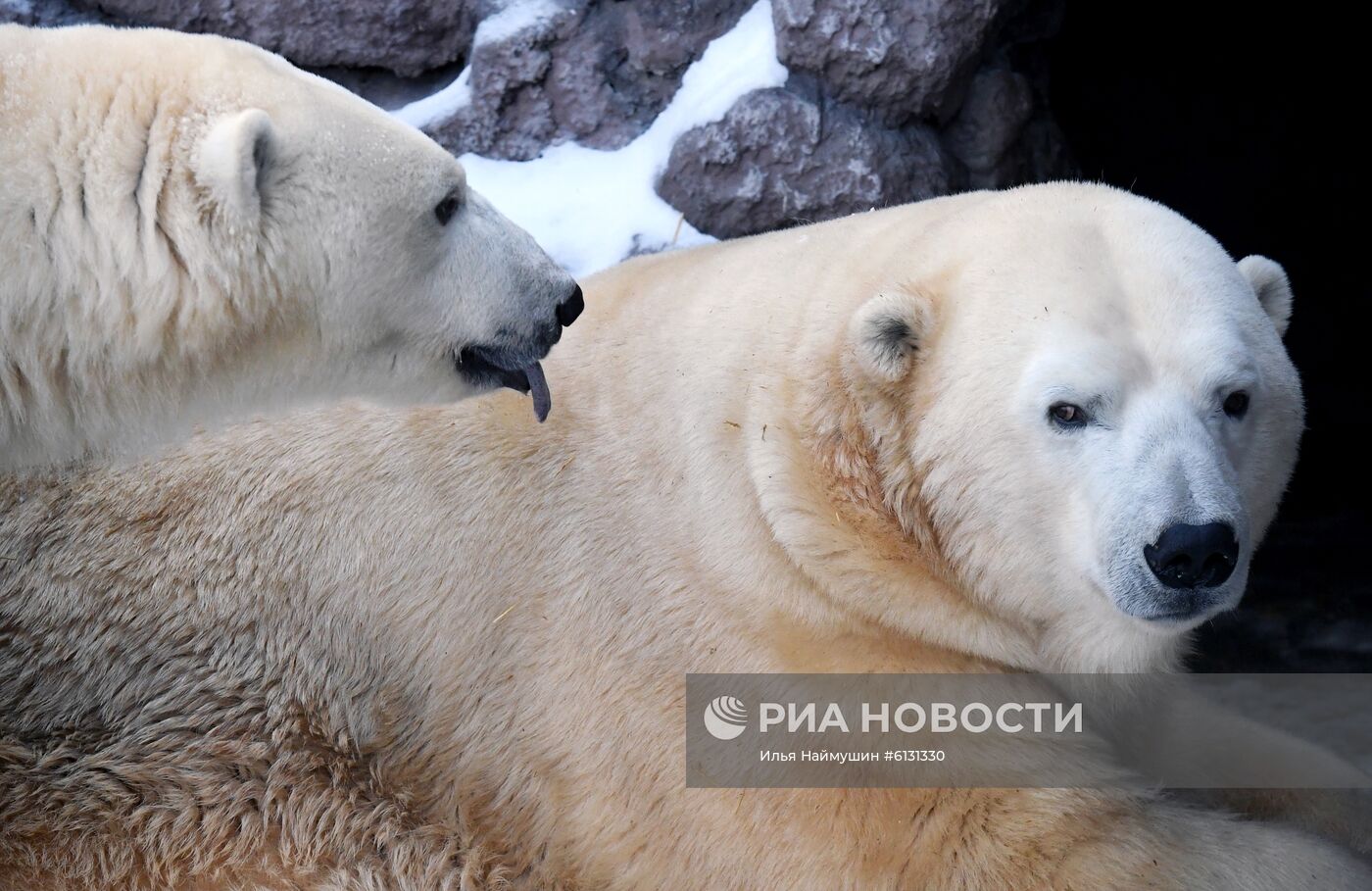 Северные олени и медведи в парке "Роев ручей" в Красноярске