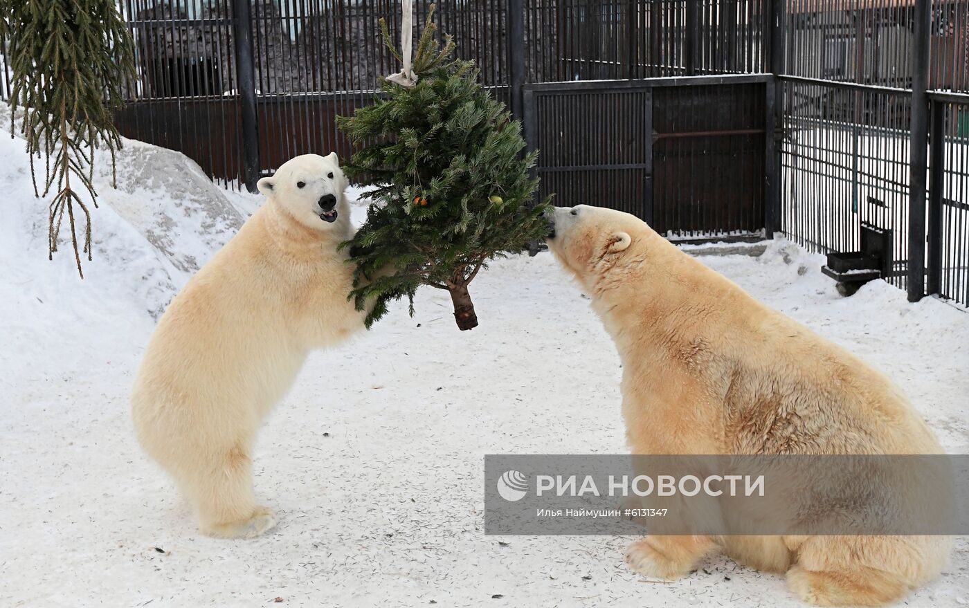 Северные олени и медведи в парке "Роев ручей" в Красноярске