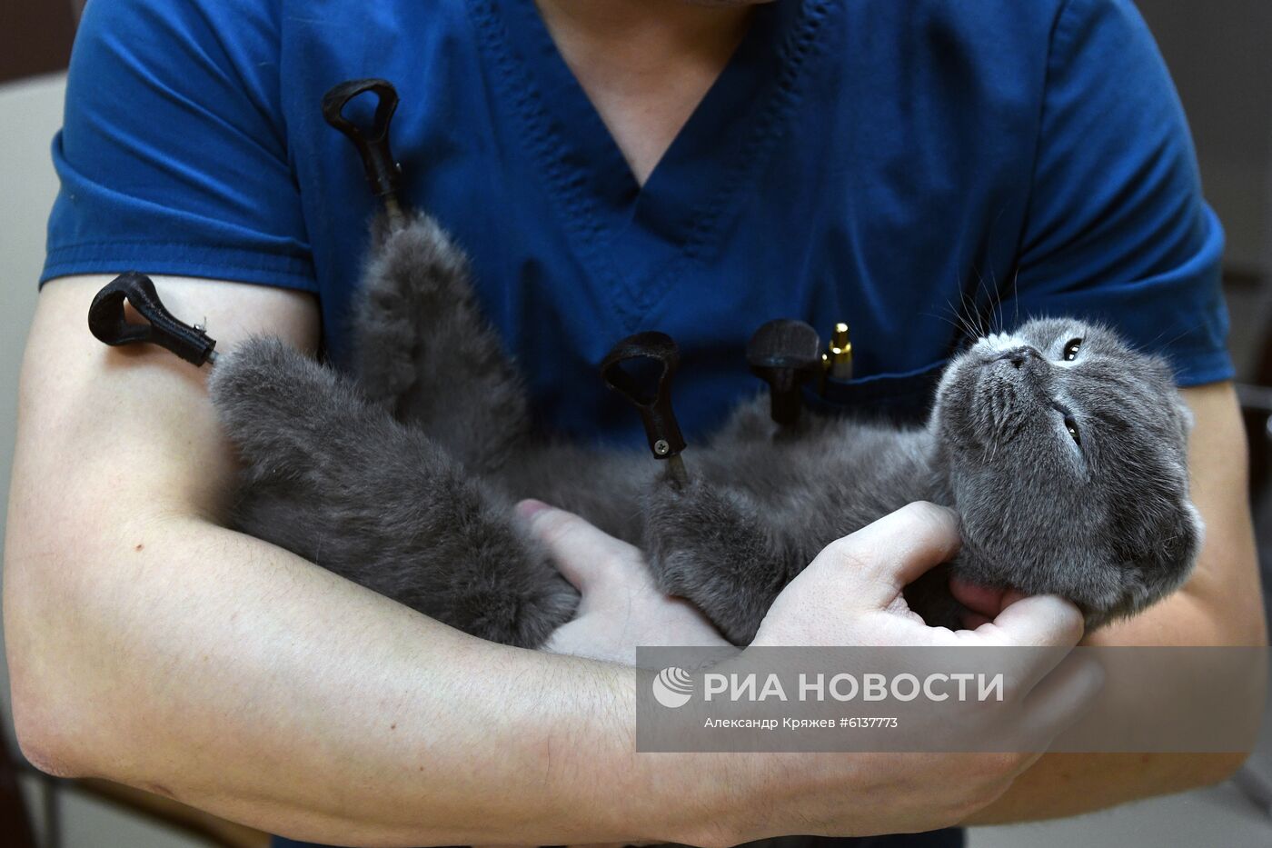 В Новосибирске успешно установили кошке титановые протезы на все четыре лапы