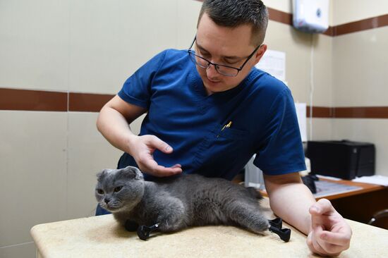 В Новосибирске успешно установили кошке титановые протезы на все четыре лапы