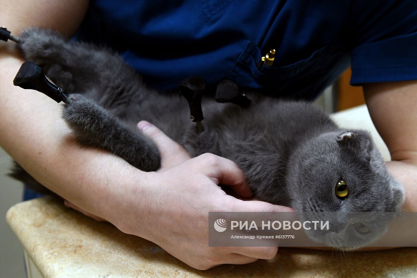 В Новосибирске успешно установили кошке титановые протезы на все четыре лапы