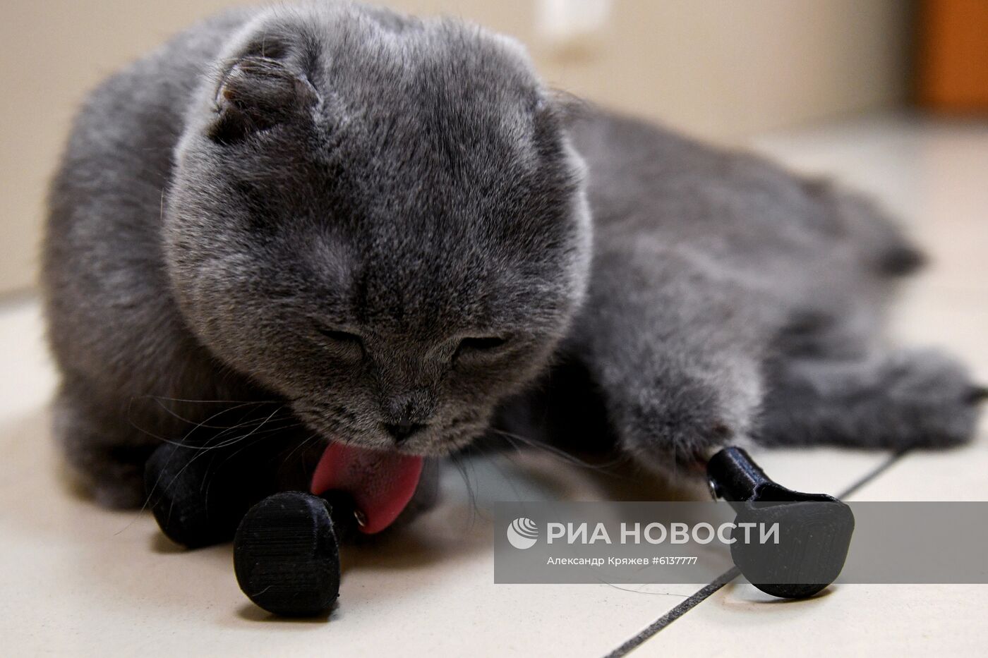 В Новосибирске успешно установили кошке титановые протезы на все четыре лапы