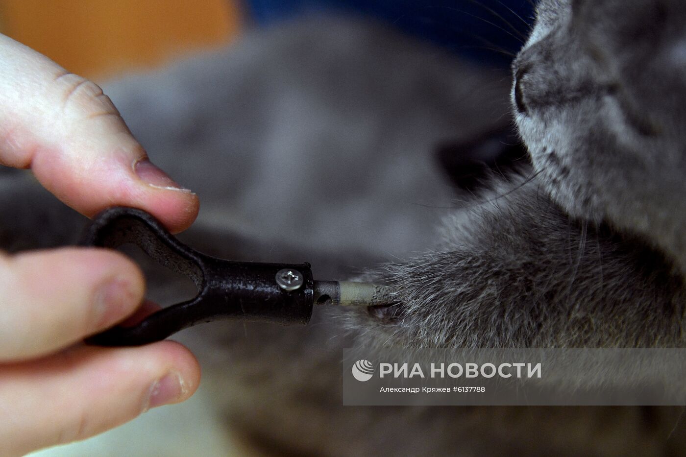 В Новосибирске успешно установили кошке титановые протезы на все четыре лапы