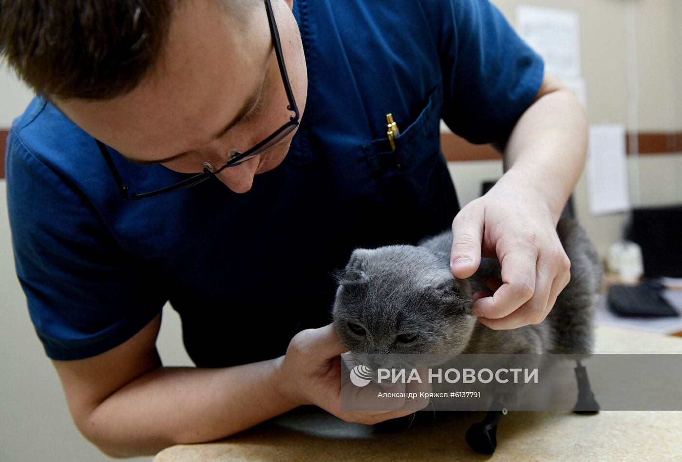 В Новосибирске успешно установили кошке бионические титановые протезы на все четыре лапы
