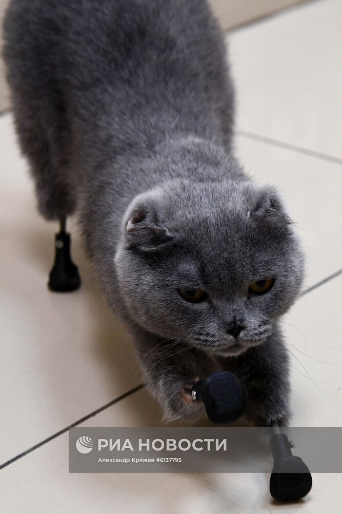 В Новосибирске успешно установили кошке бионические титановые протезы на все четыре лапы