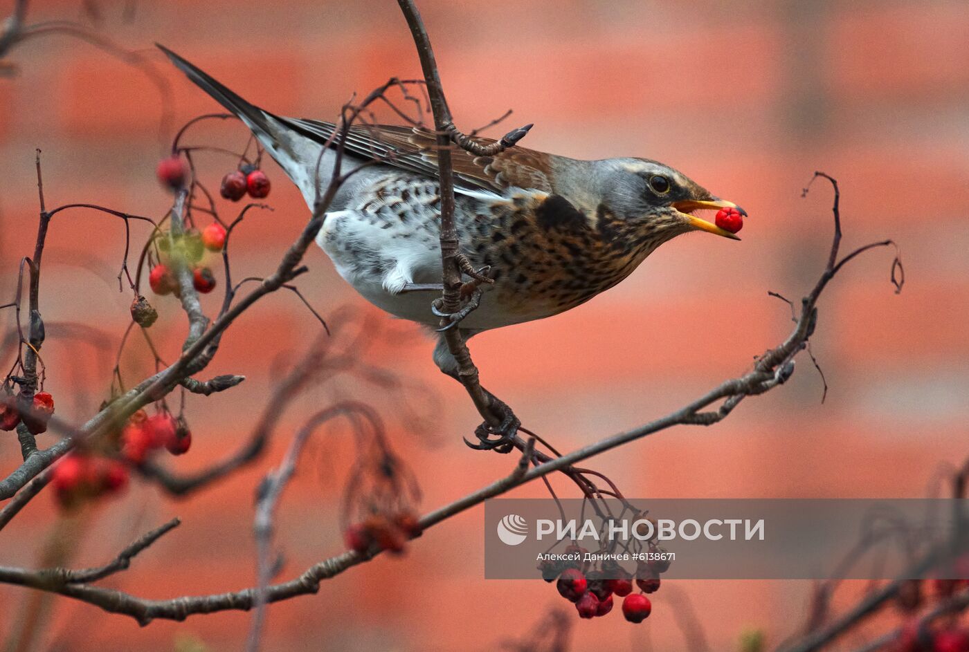 Дрозды-рябинники