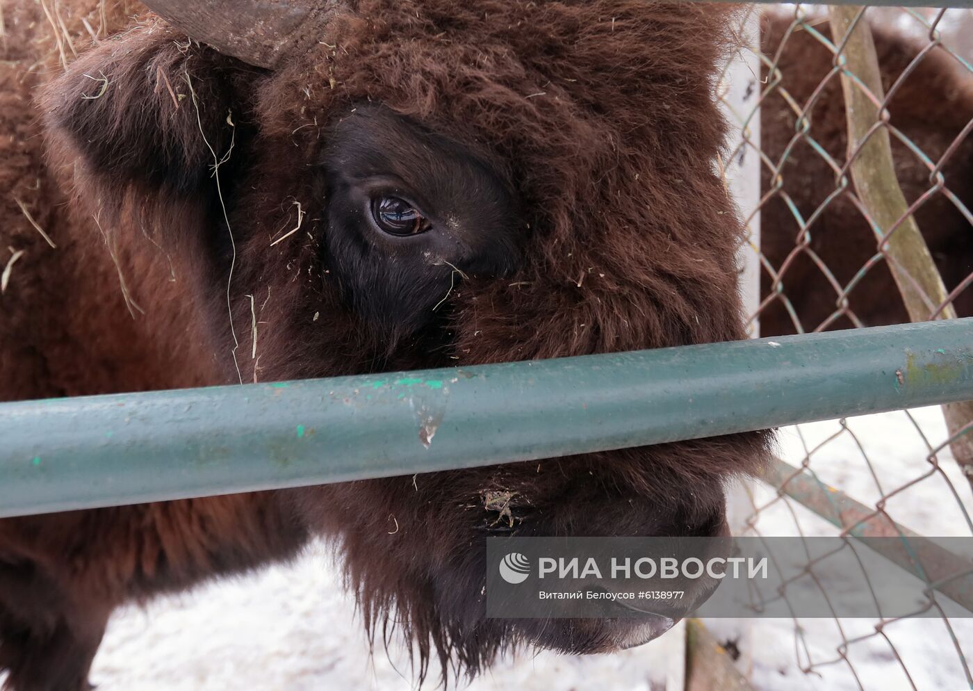 Питомник зубров в Приокско-террасном заповеднике