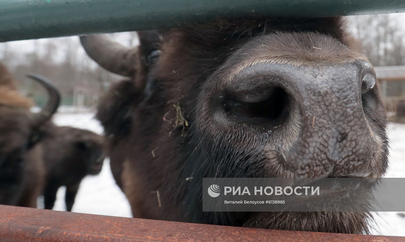 Питомник зубров в Приокско-террасном заповеднике