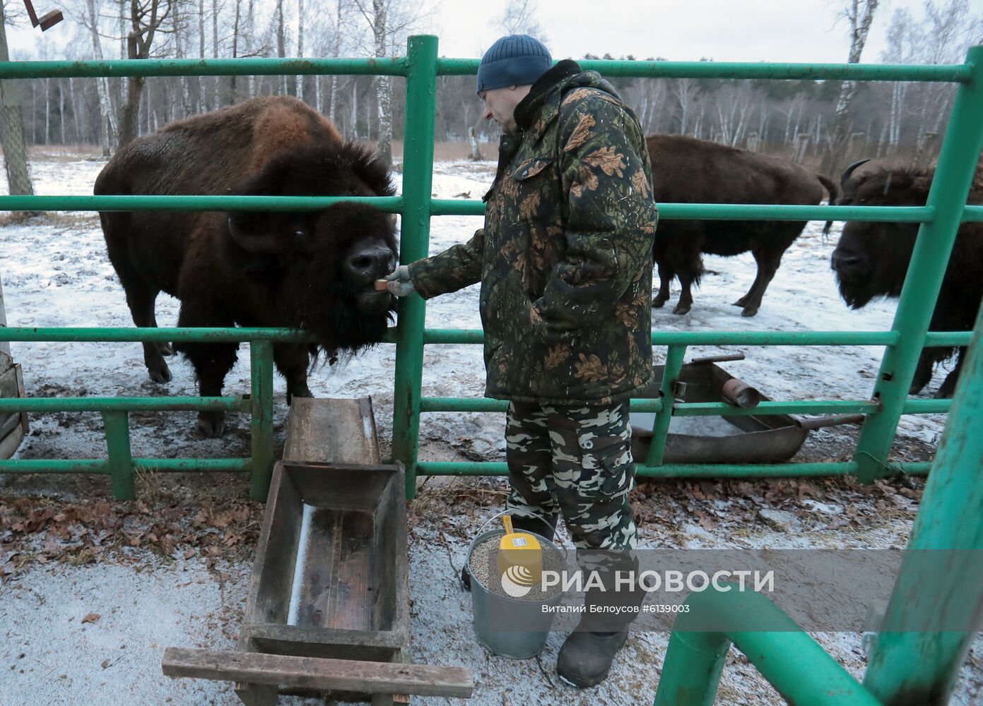 Питомник зубров в Приокско-террасном заповеднике