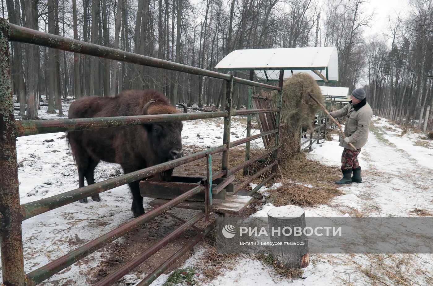 Питомник зубров в Приокско-террасном заповеднике