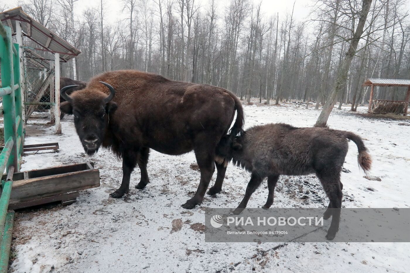 Питомник зубров в Приокско-террасном заповеднике