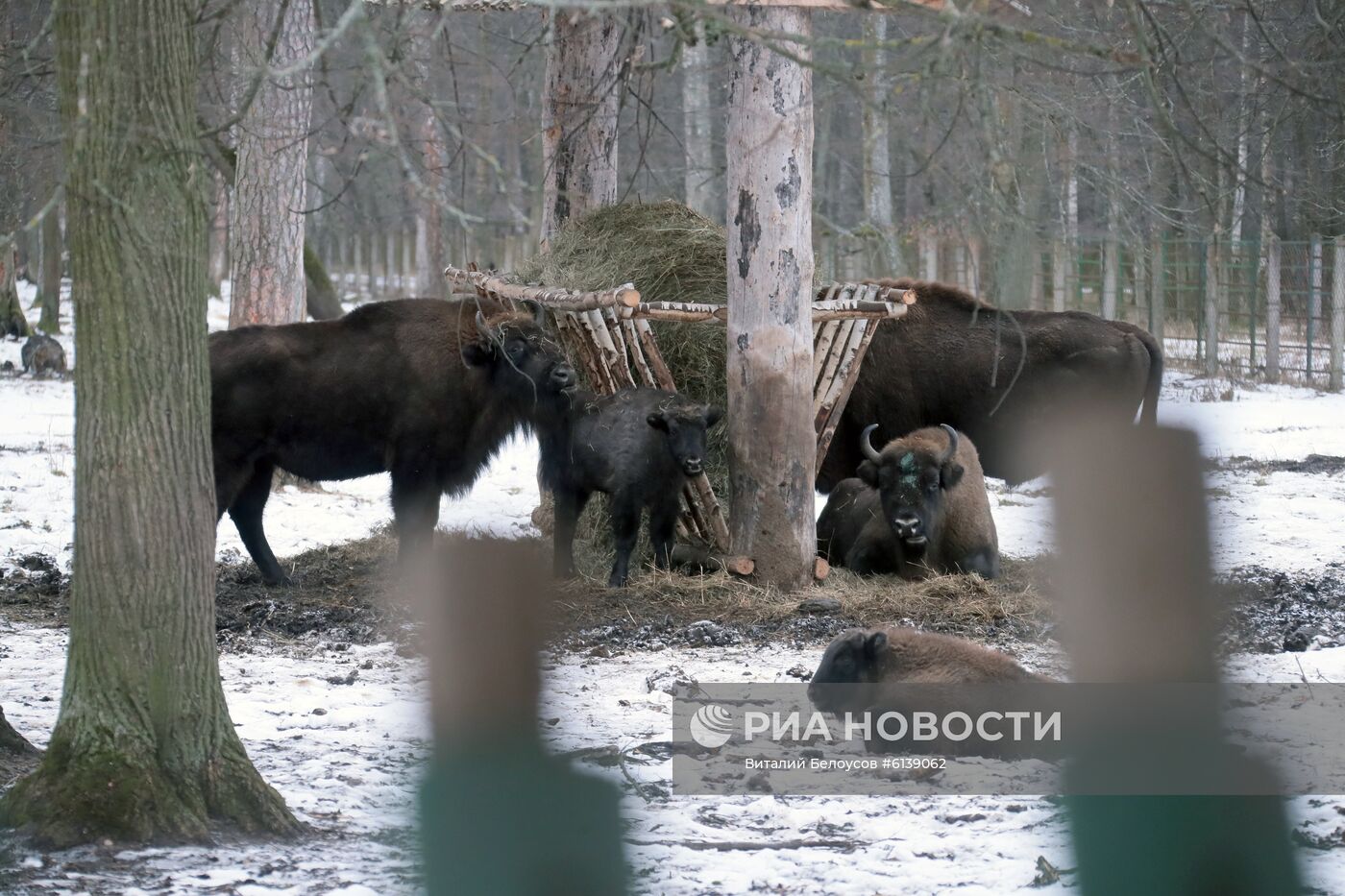 Питомник зубров в Приокско-террасном заповеднике