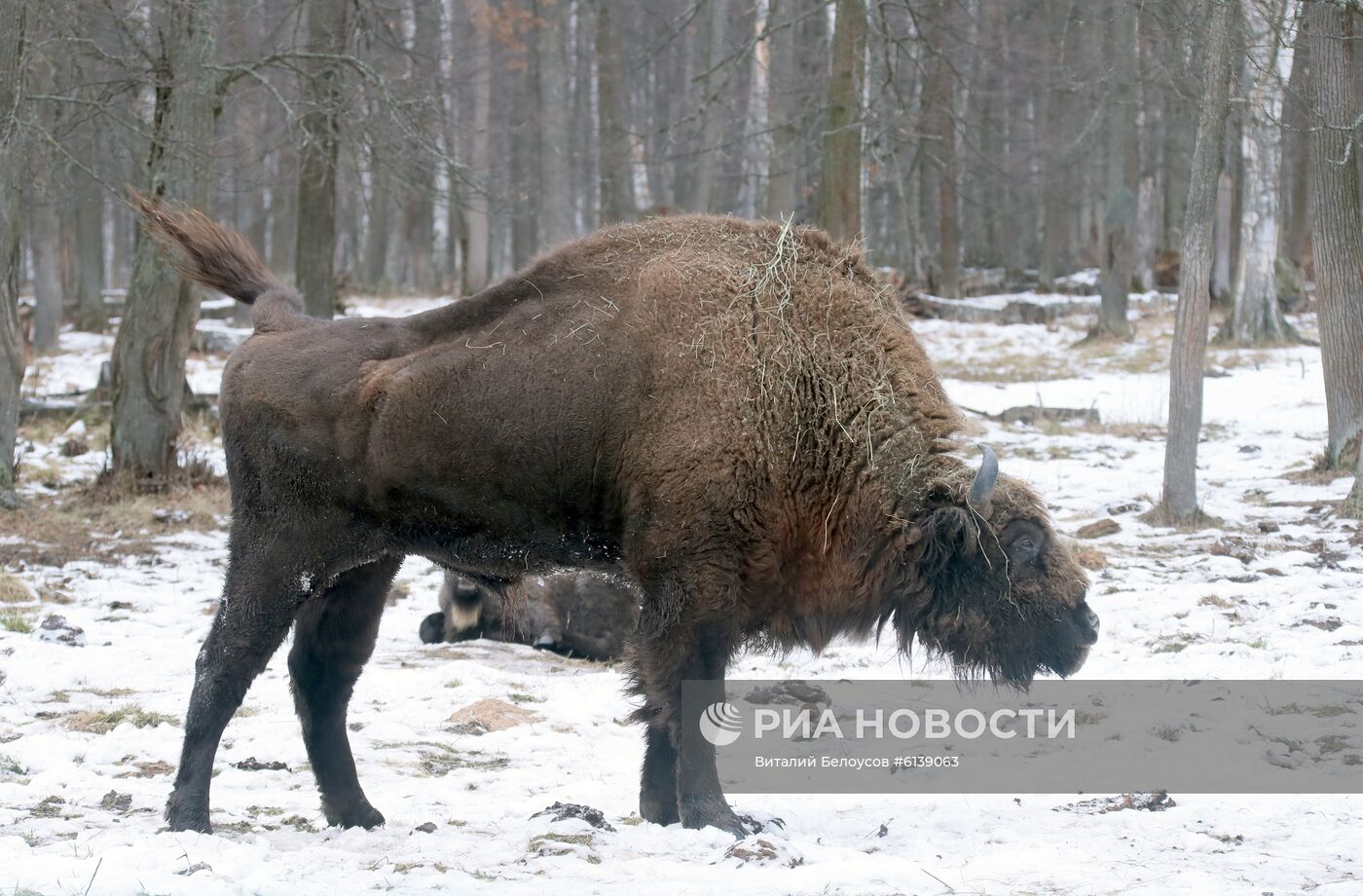 Питомник зубров в Приокско-террасном заповеднике