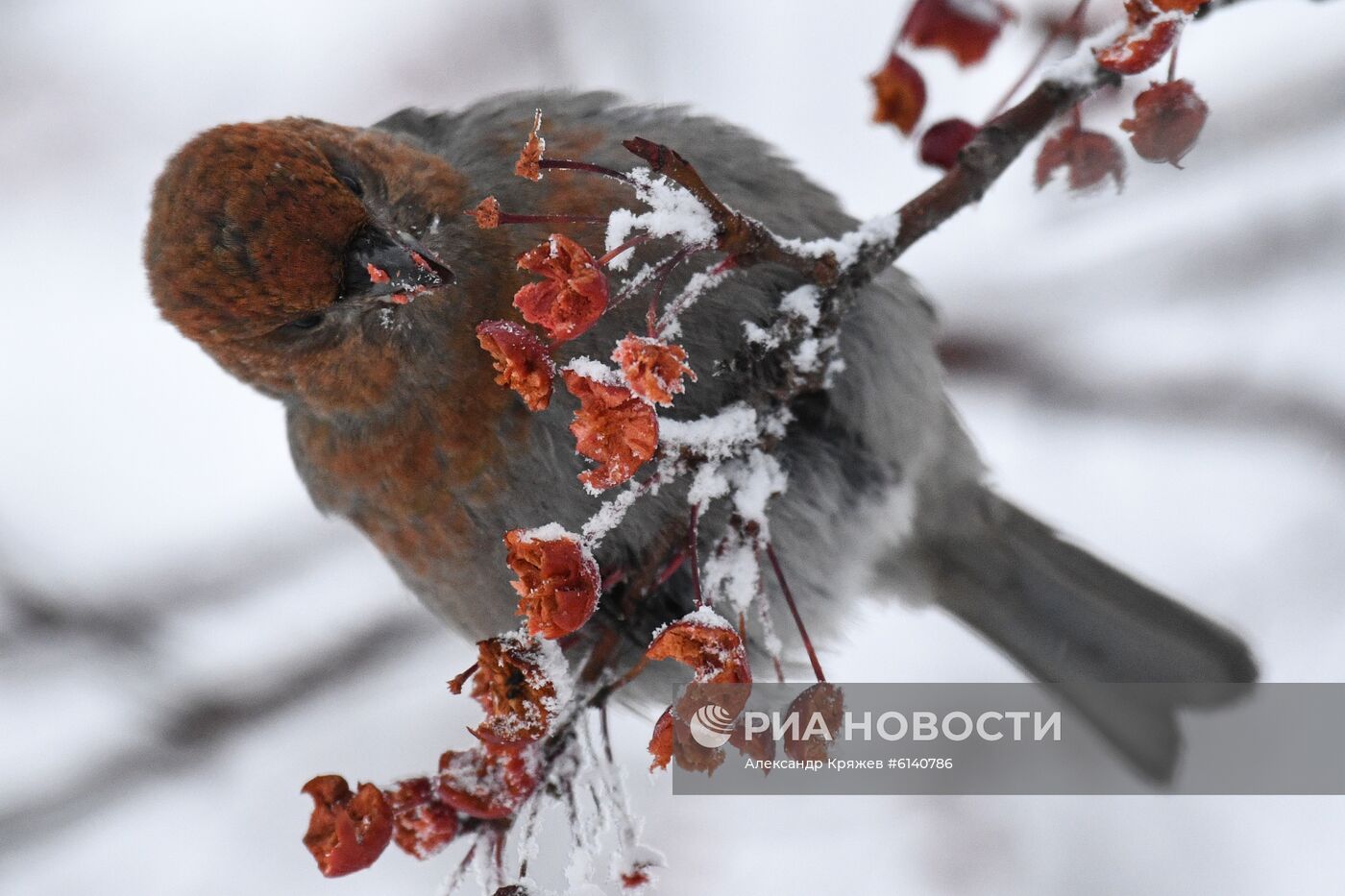 Зима в Новосибирске