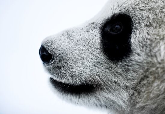 Вручение международной панда-премии - The Giant Panda Global Awards